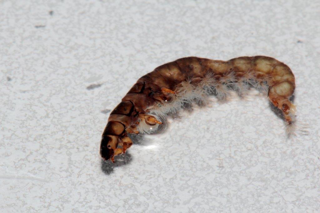 Tricotteri: foto di laboratorio da confermare